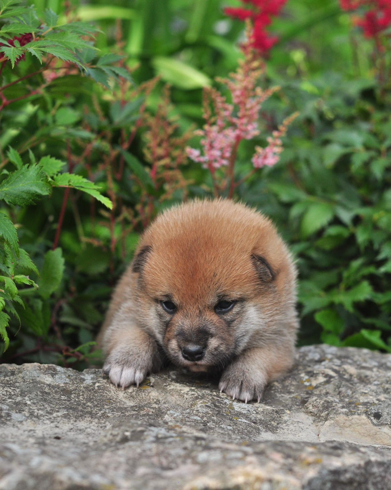 сиба питомник Рубилайт щенки на продажу rubylight  сиба щенки купить