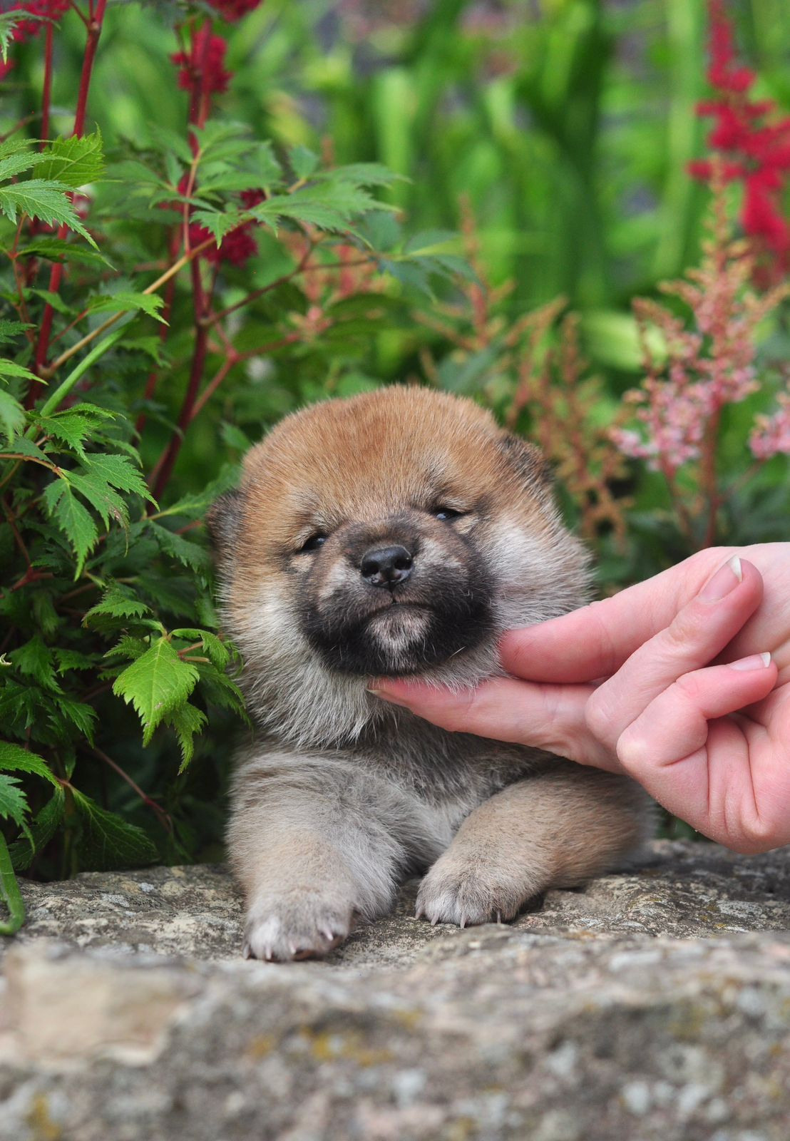 сиба питомник Рубилайт щенки на продажу rubylight  сиба щенки купить