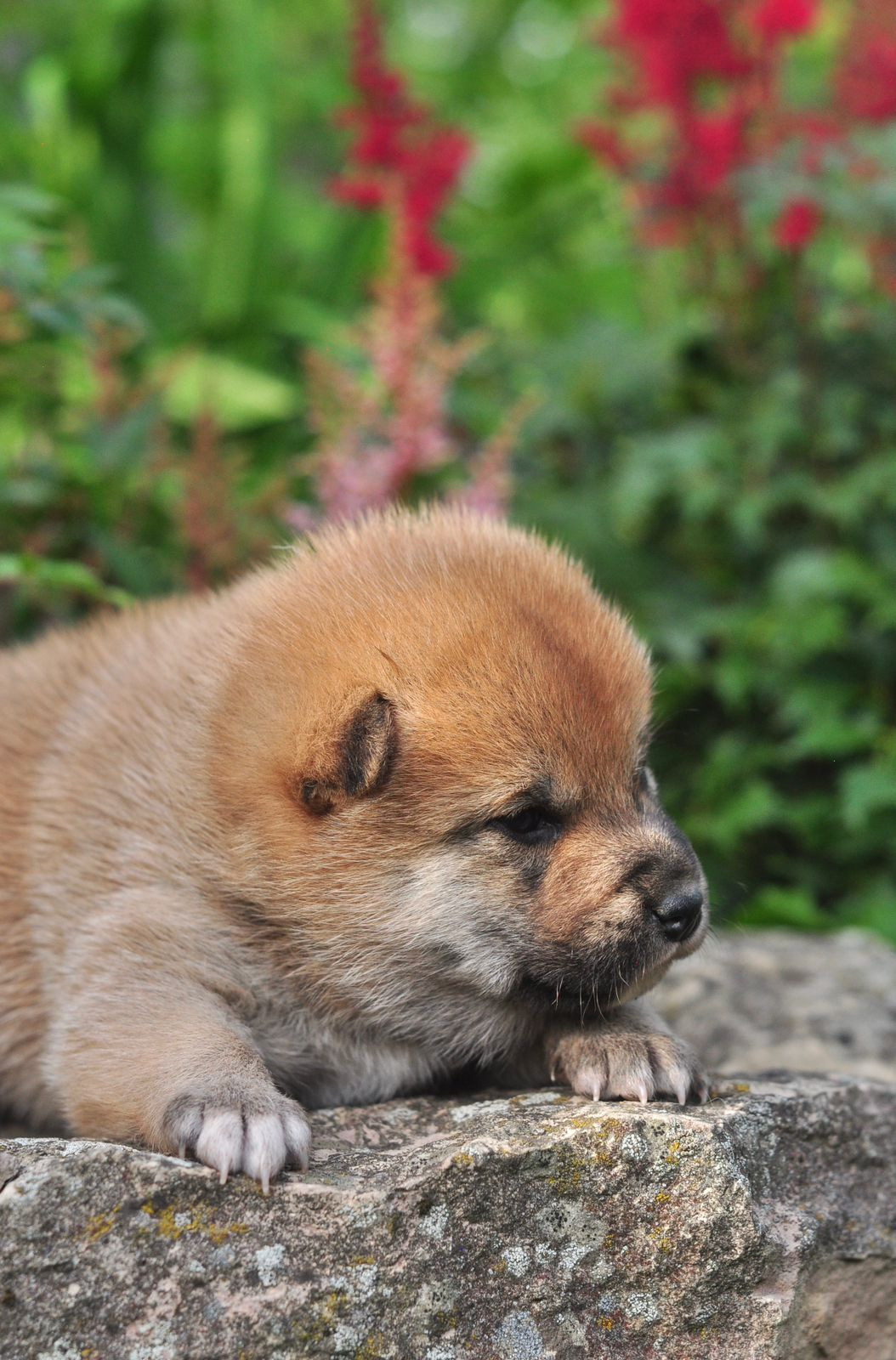 сиба питомник Рубилайт щенки на продажу rubylight  сиба щенки купить