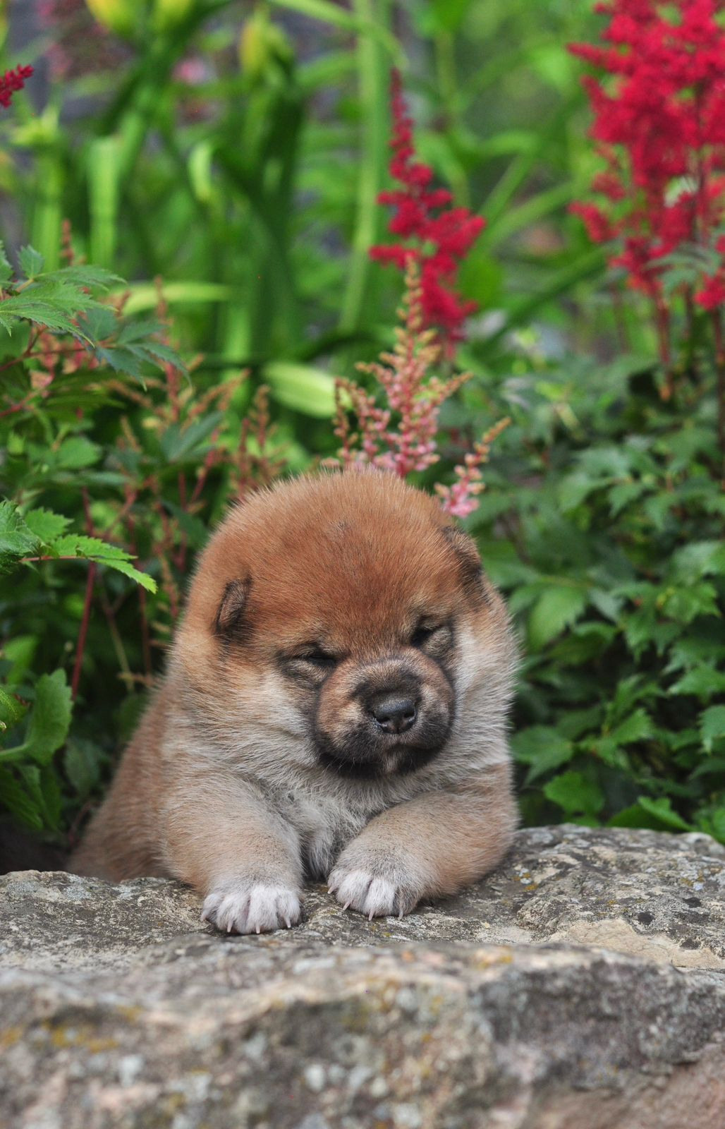 сиба питомник Рубилайт щенки на продажу rubylight  сиба щенки купить