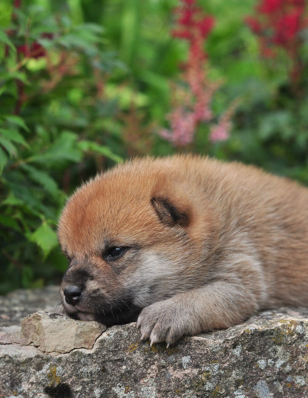 сиба питомник Рубилайт щенки на продажу rubylight  сиба щенки купить