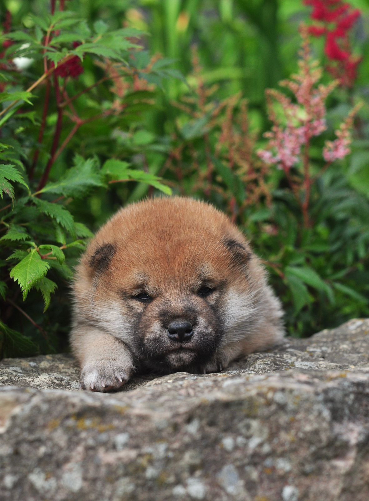 сиба питомник Рубилайт щенки на продажу rubylight  сиба щенки купить