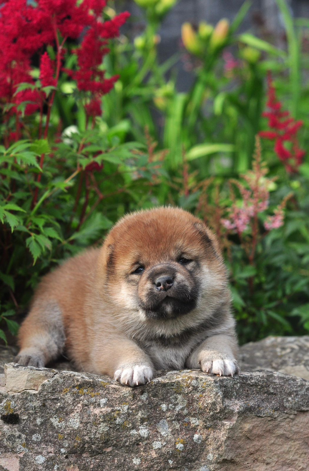 сиба питомник Рубилайт щенки на продажу rubylight  сиба щенки купить