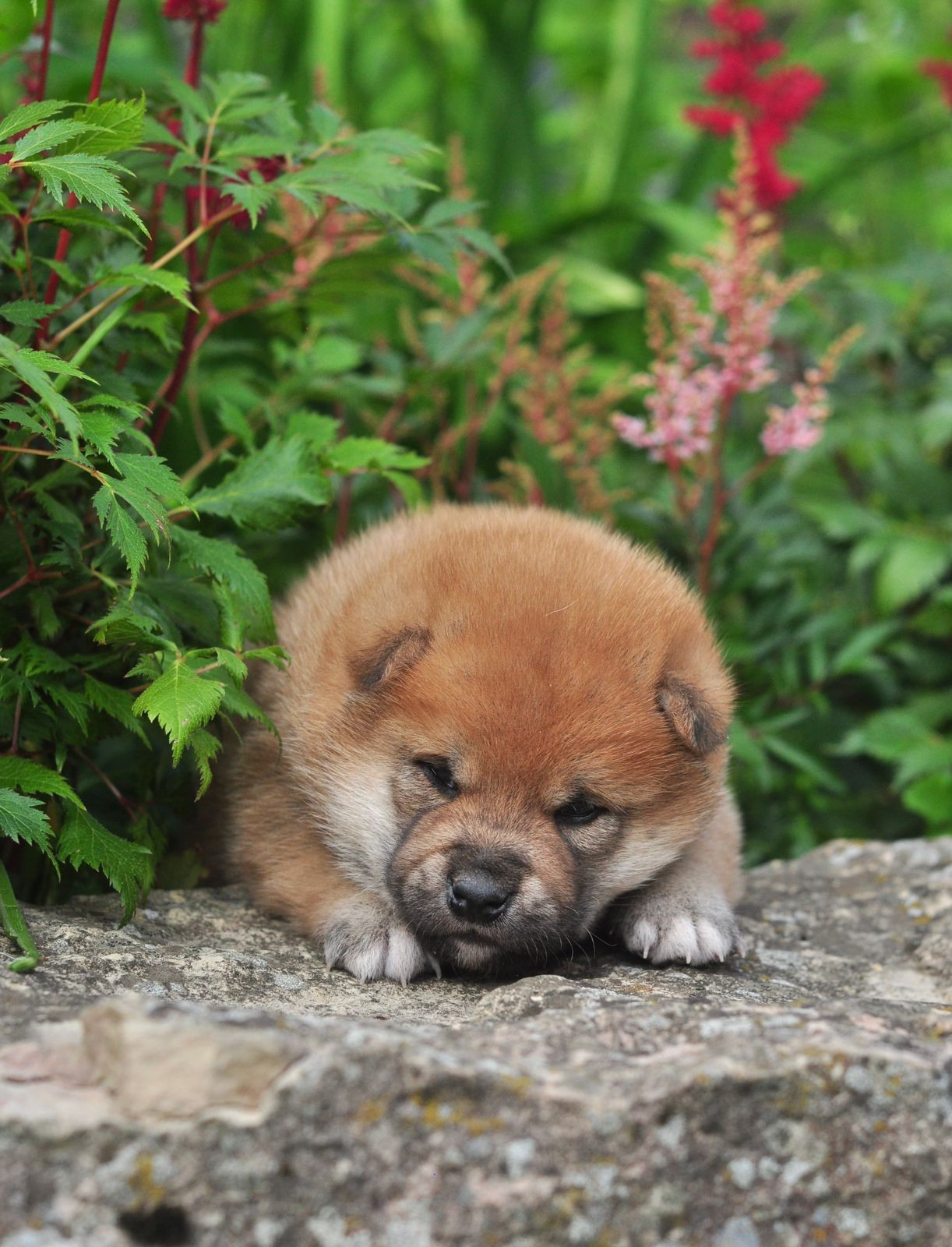 сиба питомник Рубилайт щенки на продажу rubylight  сиба щенки купить