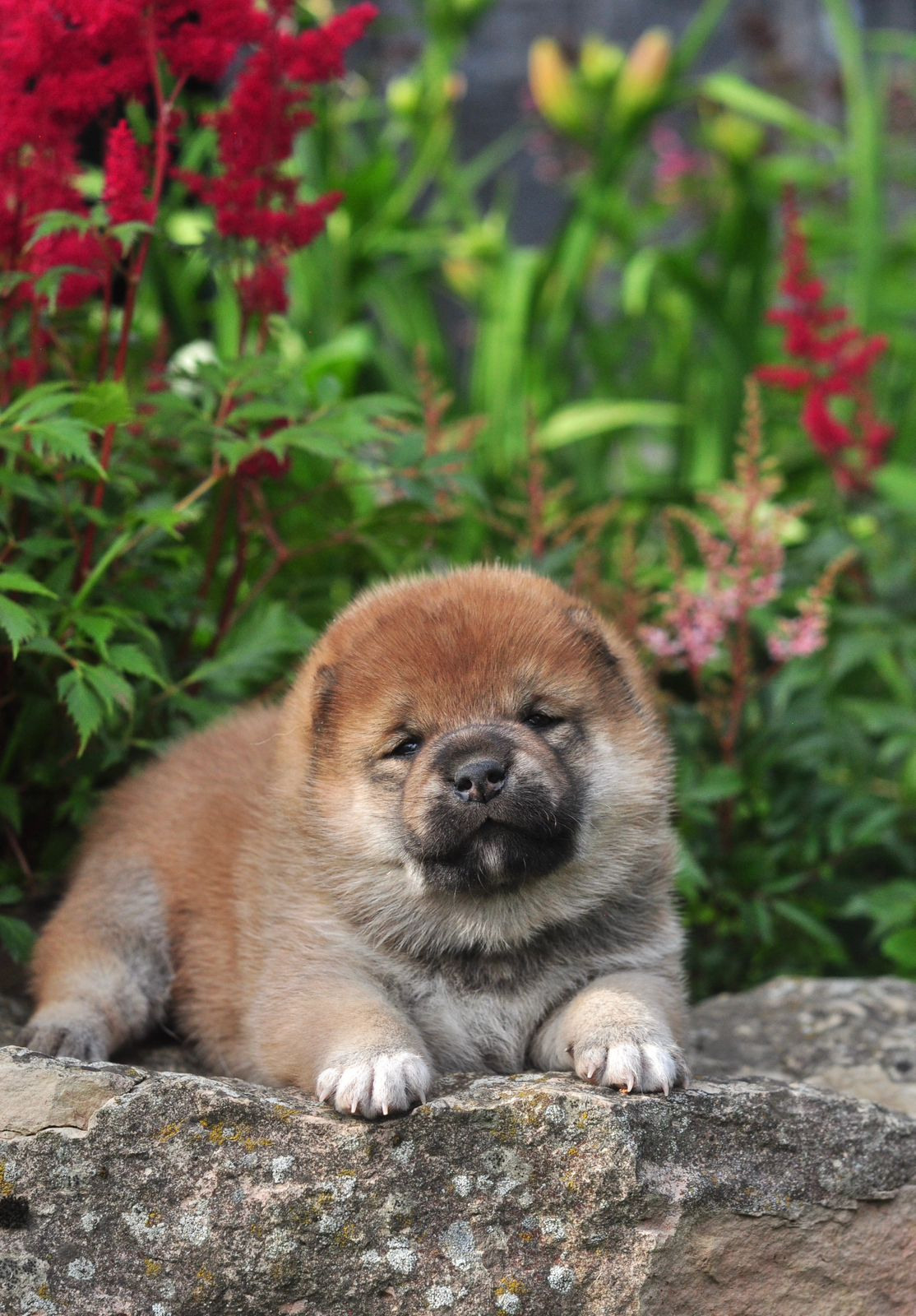 сиба питомник Рубилайт щенки на продажу rubylight  сиба щенки купить