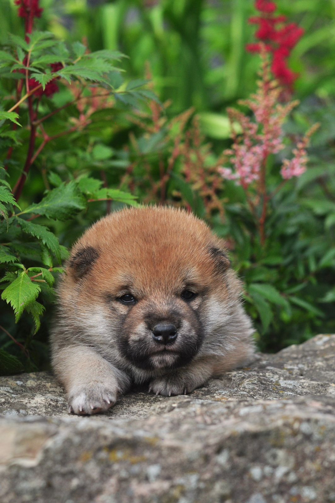 сиба питомник Рубилайт щенки на продажу rubylight  сиба щенки купить