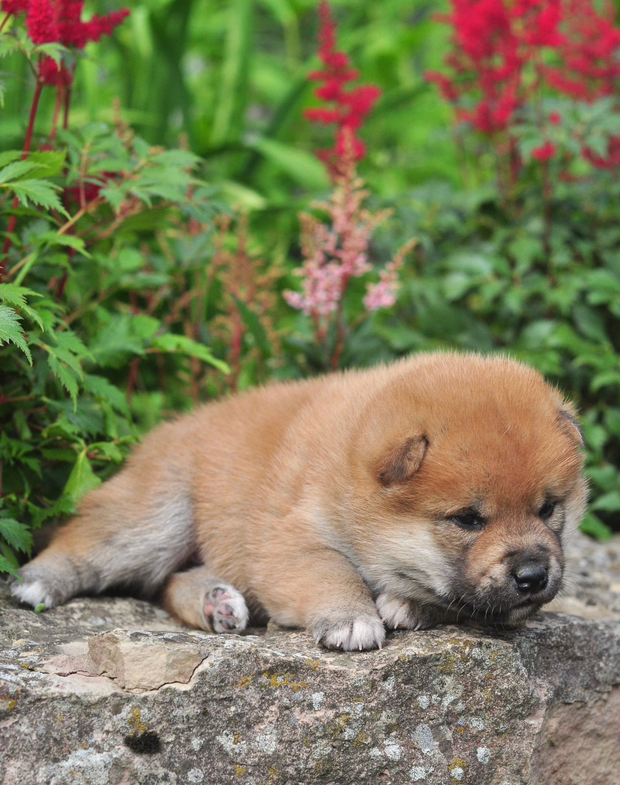 сиба питомник Рубилайт щенки на продажу rubylight  сиба щенки купить