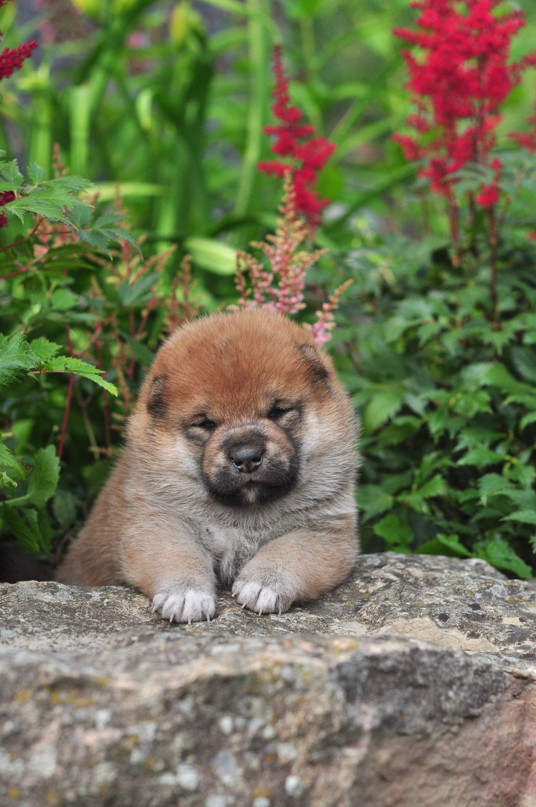 сиба питомник Рубилайт щенки на продажу rubylight  сиба щенки купить