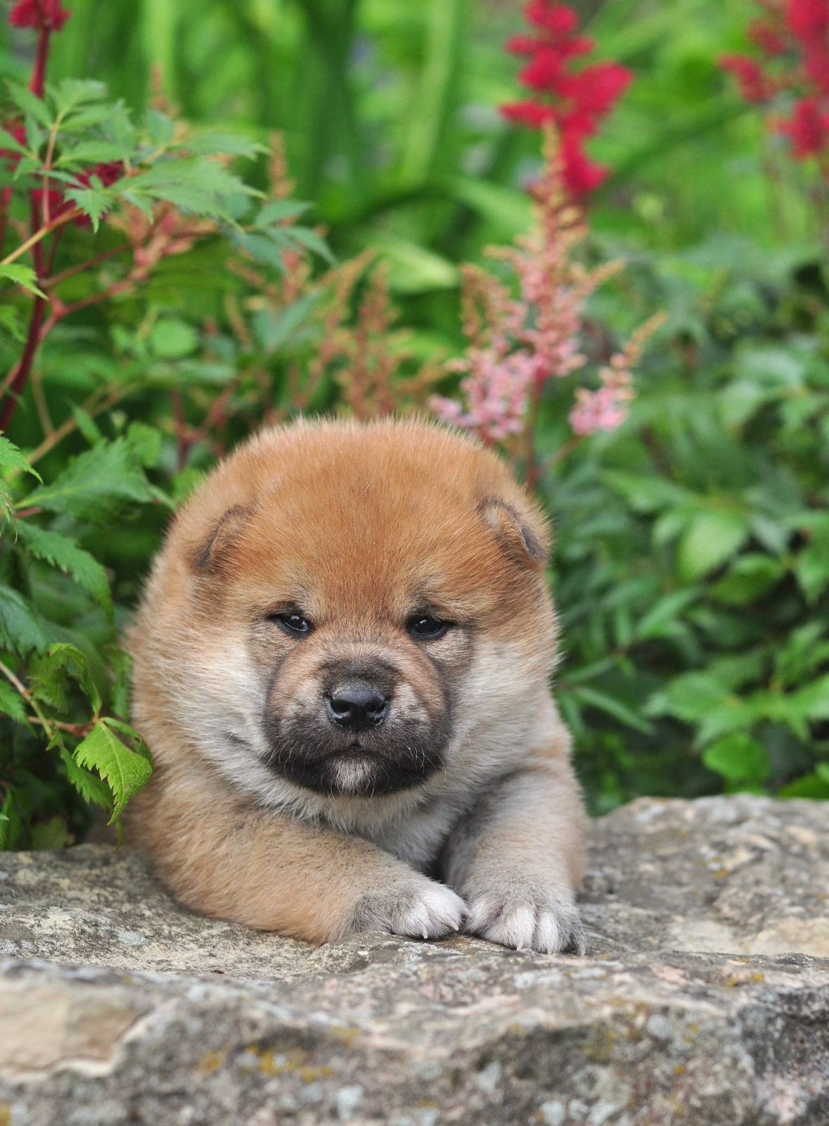 сиба питомник Рубилайт щенки на продажу rubylight  сиба щенки купить