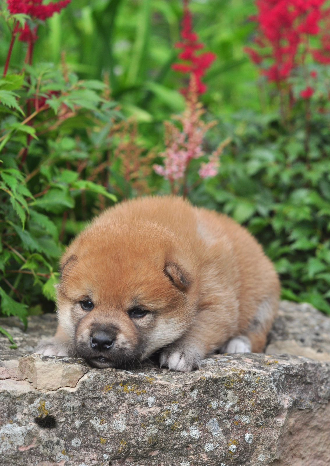 сиба питомник Рубилайт щенки на продажу rubylight  сиба щенки купить