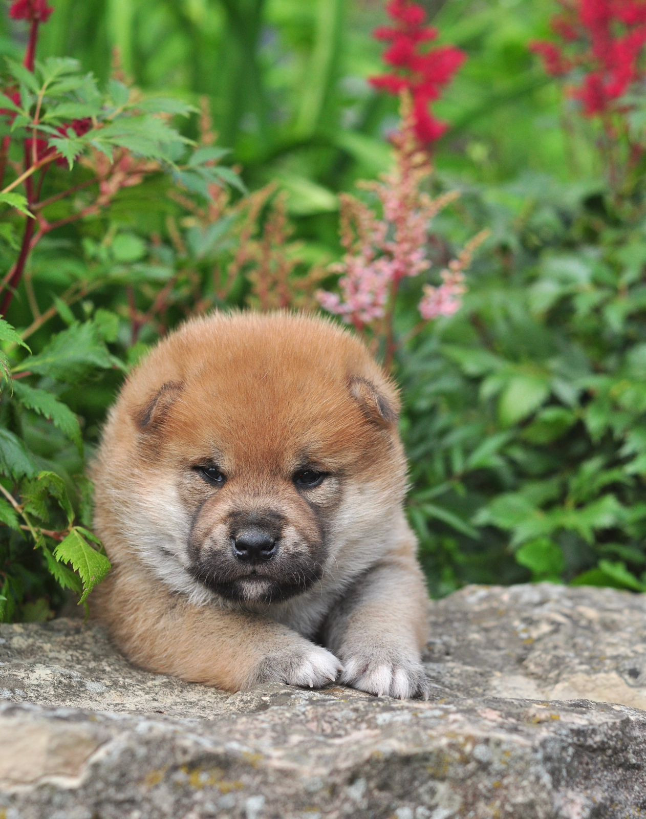 сиба питомник Рубилайт щенки на продажу rubylight  сиба щенки купить