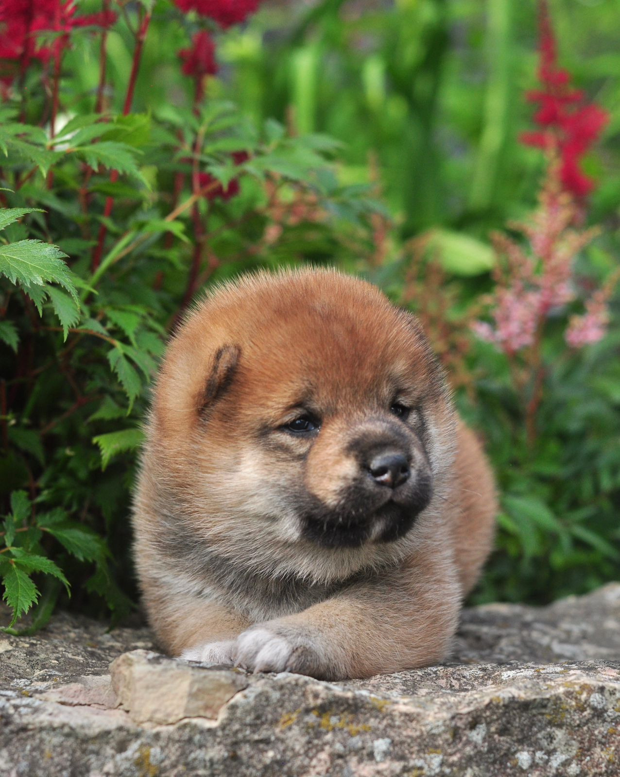 сиба питомник Рубилайт щенки на продажу rubylight  сиба щенки купить