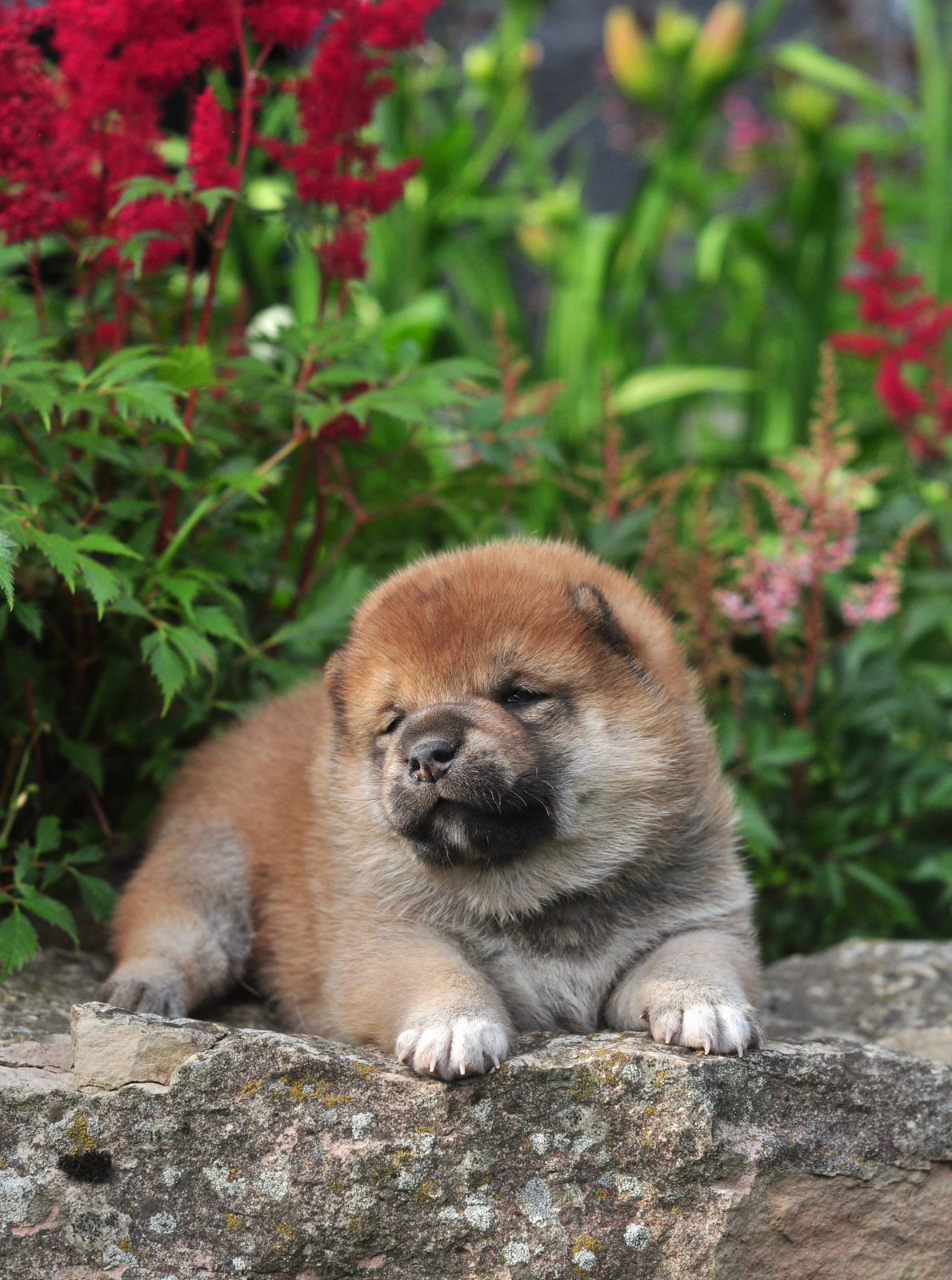 сиба питомник Рубилайт щенки на продажу rubylight  сиба щенки купить