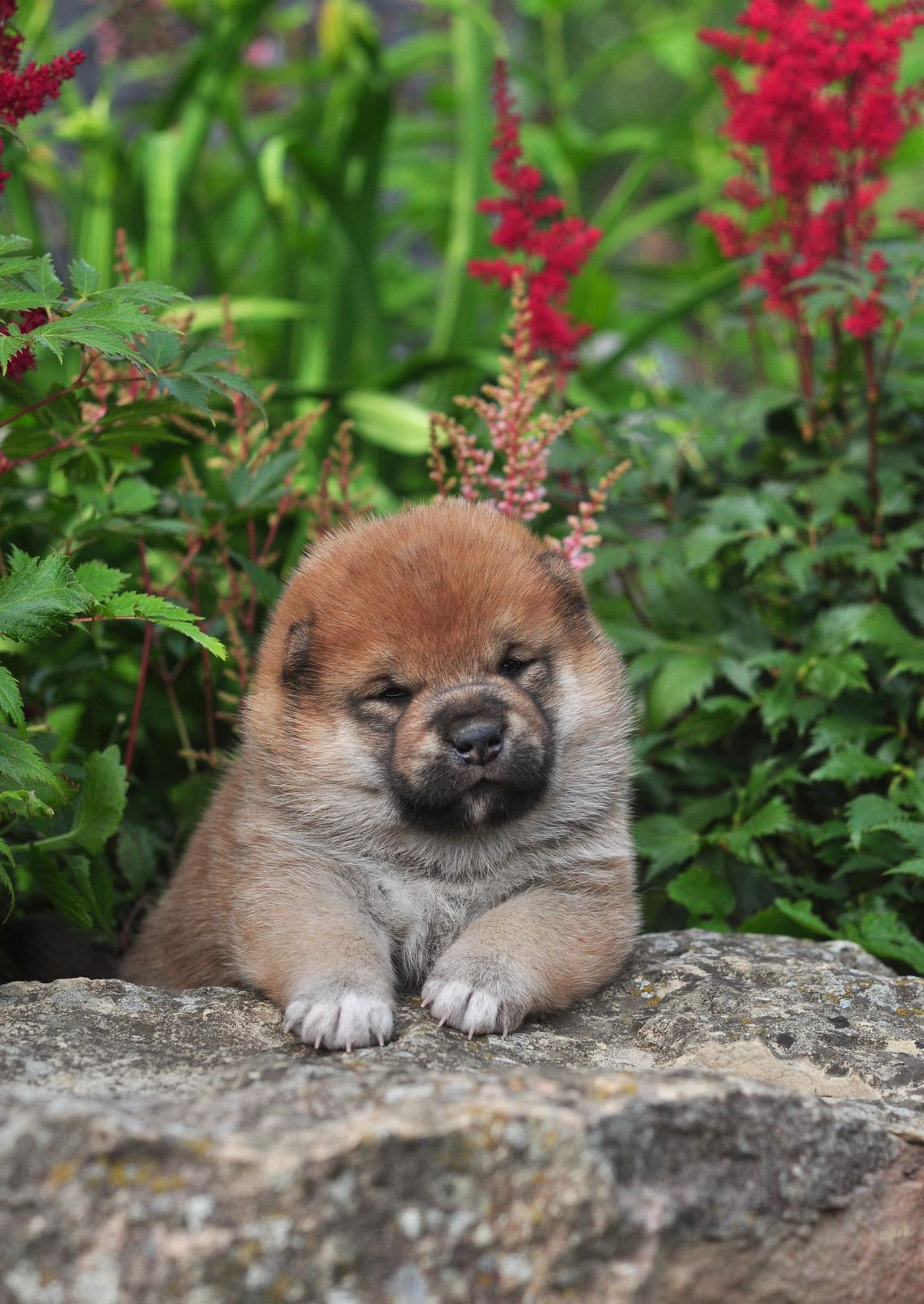 сиба питомник Рубилайт щенки на продажу rubylight  сиба щенки купить