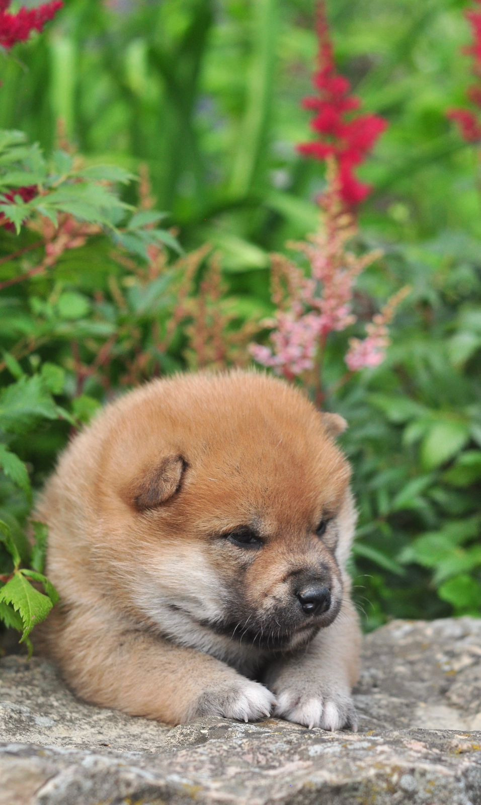 сиба питомник Рубилайт щенки на продажу rubylight  сиба щенки купить