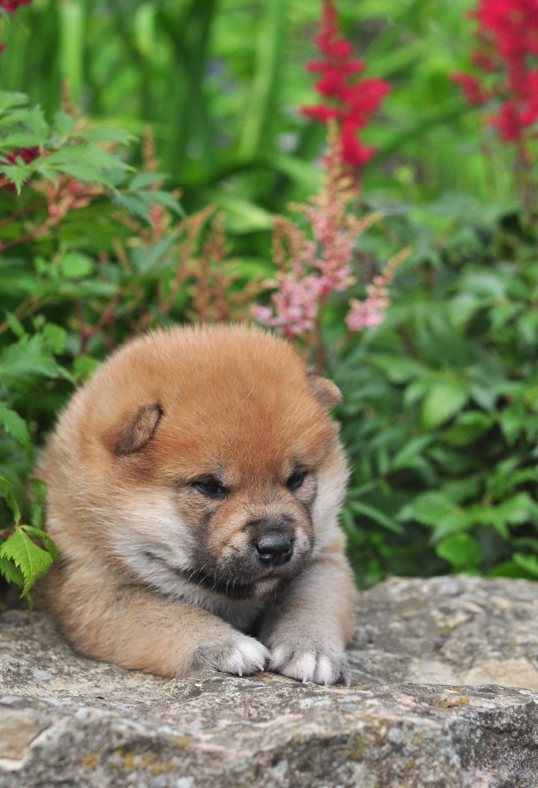 сиба питомник Рубилайт щенки на продажу rubylight  сиба щенки купить