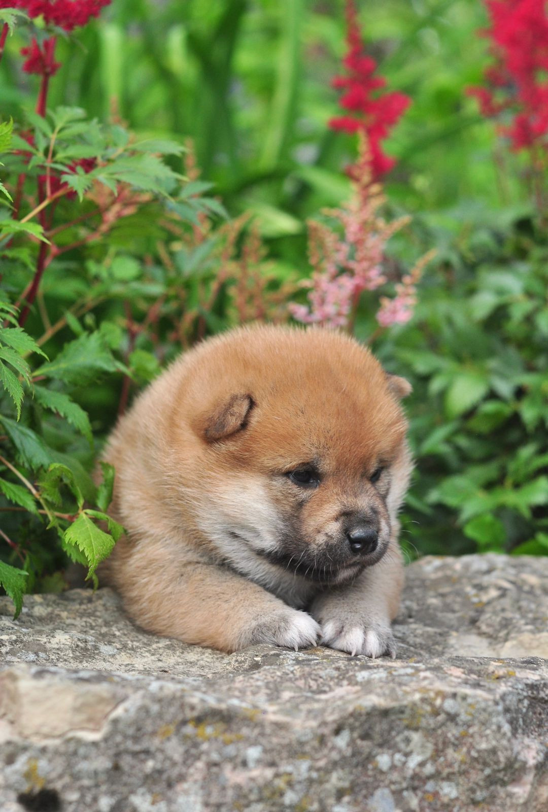 сиба питомник Рубилайт щенки на продажу rubylight  сиба щенки купить