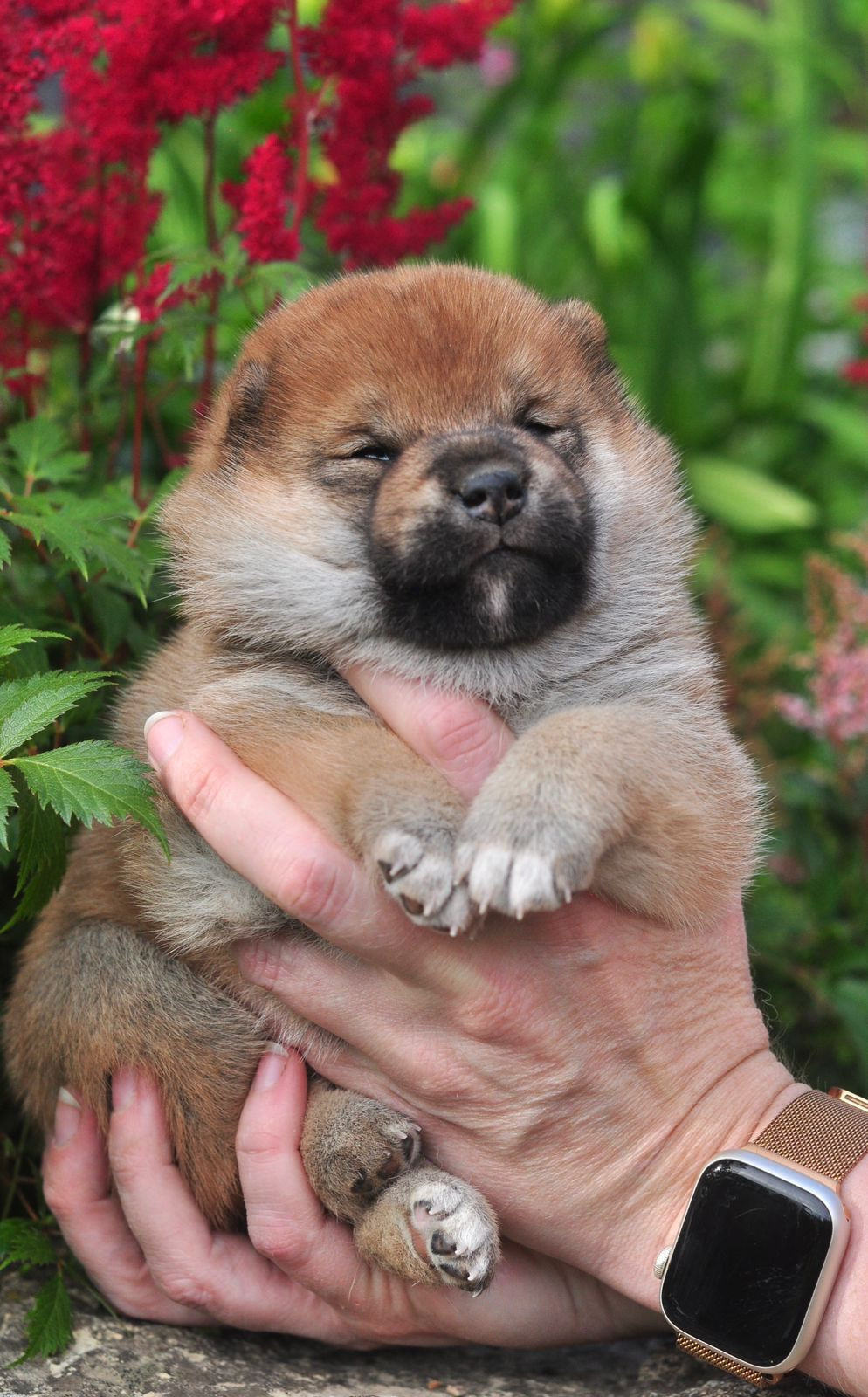 сиба питомник Рубилайт щенки на продажу rubylight  сиба щенки купить