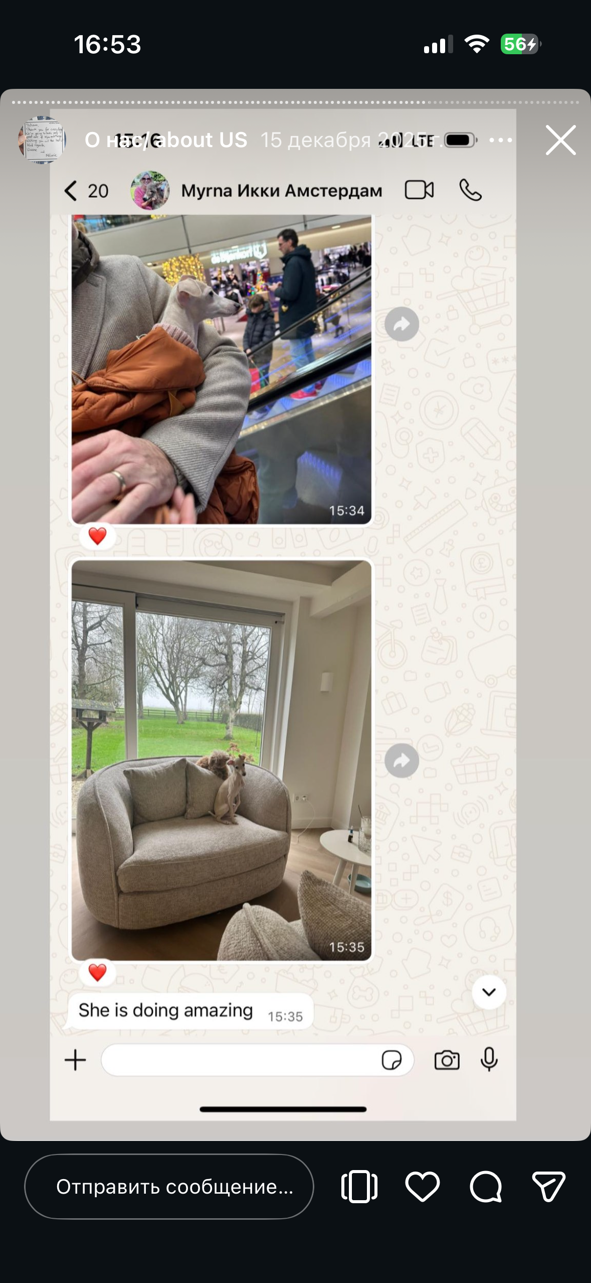 Отзывы от наших любимых владельцев. Профессиональный питомник левреток РКФ/FCI ASTI SAPPHIRE 💎 Сочи|Санкт-Петербург