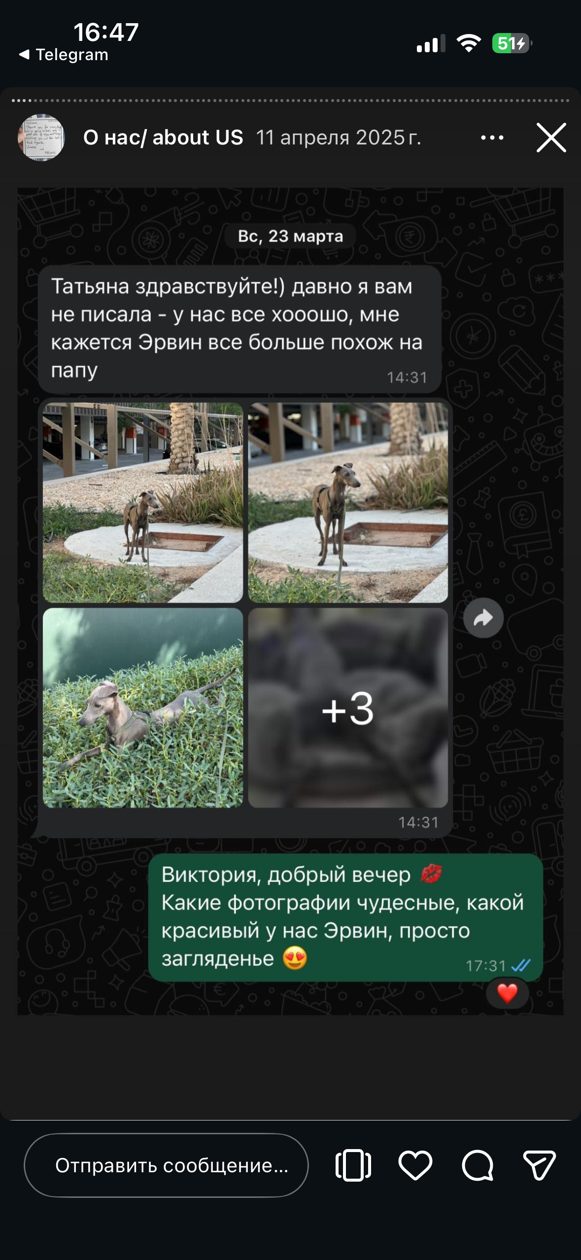 Отзывы от наших любимых владельцев. Профессиональный питомник левреток РКФ/FCI ASTI SAPPHIRE 💎 Сочи|Санкт-Петербург