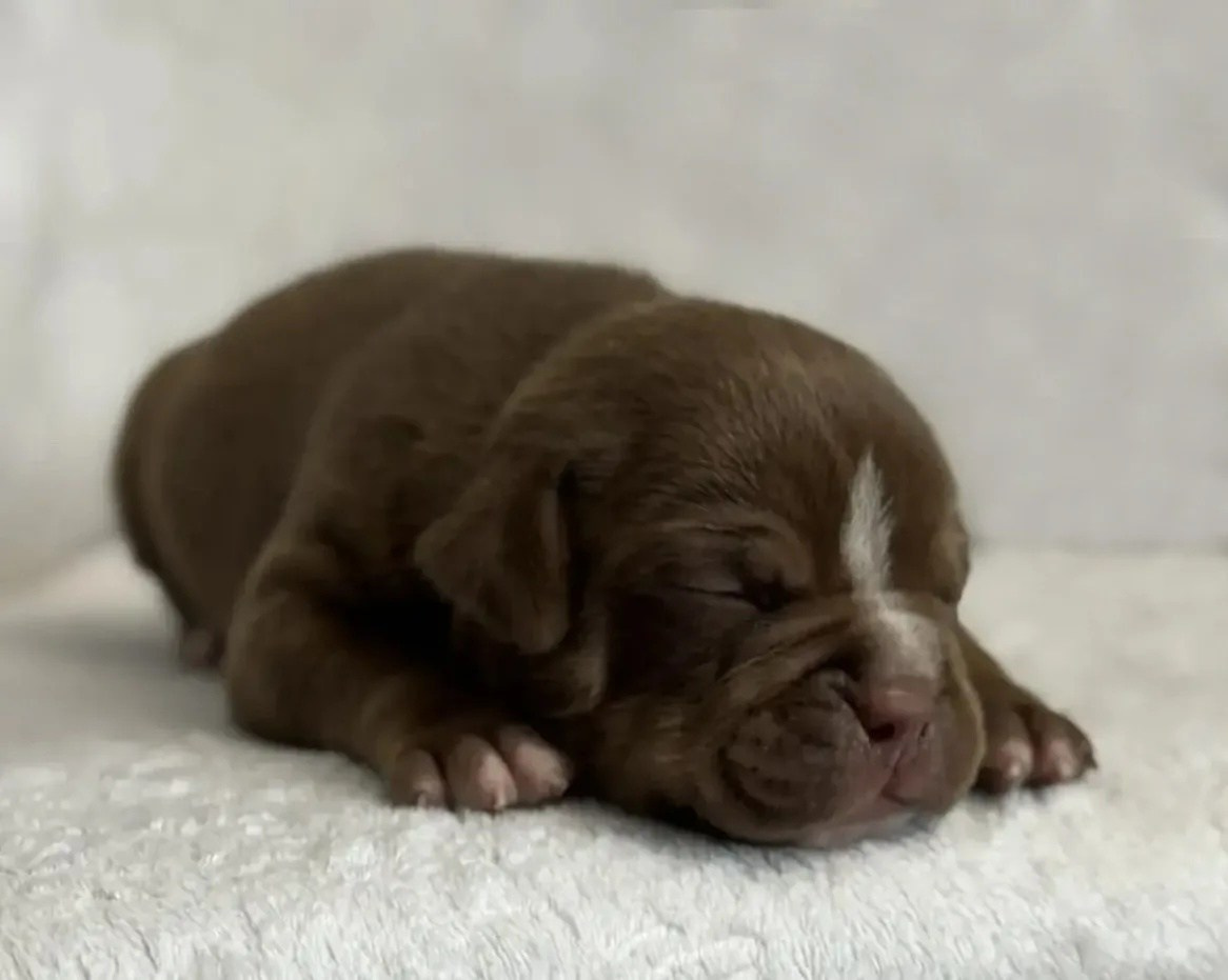 Щенки Американский булли. ПИТОМНИК СОБАК ПОРОДЫ АМЕРИКАНСКИЙ БУЛЛИ