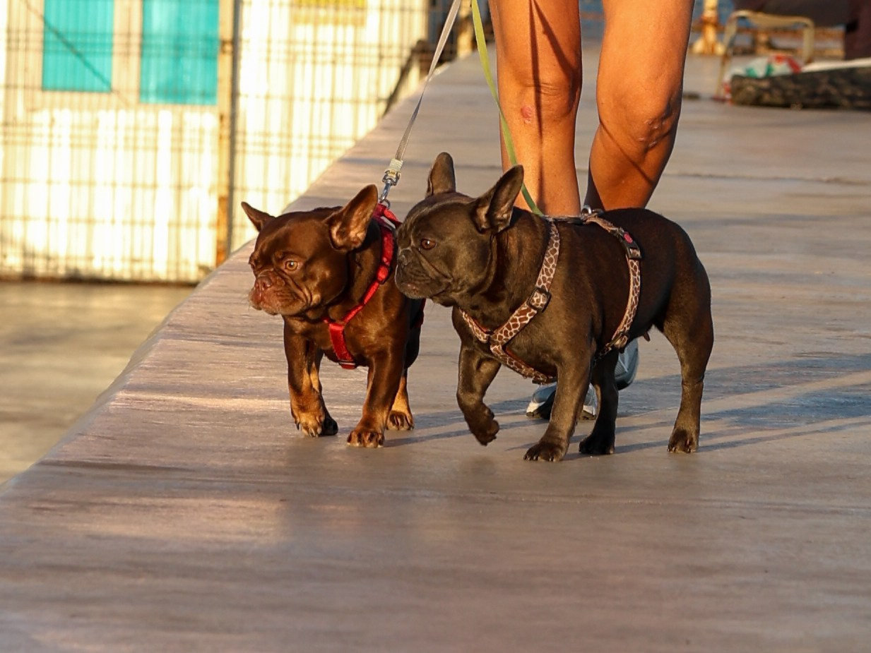 Белла, Луна и Нелли. Фотограф-анималист в Москве Кириллова Татьяна