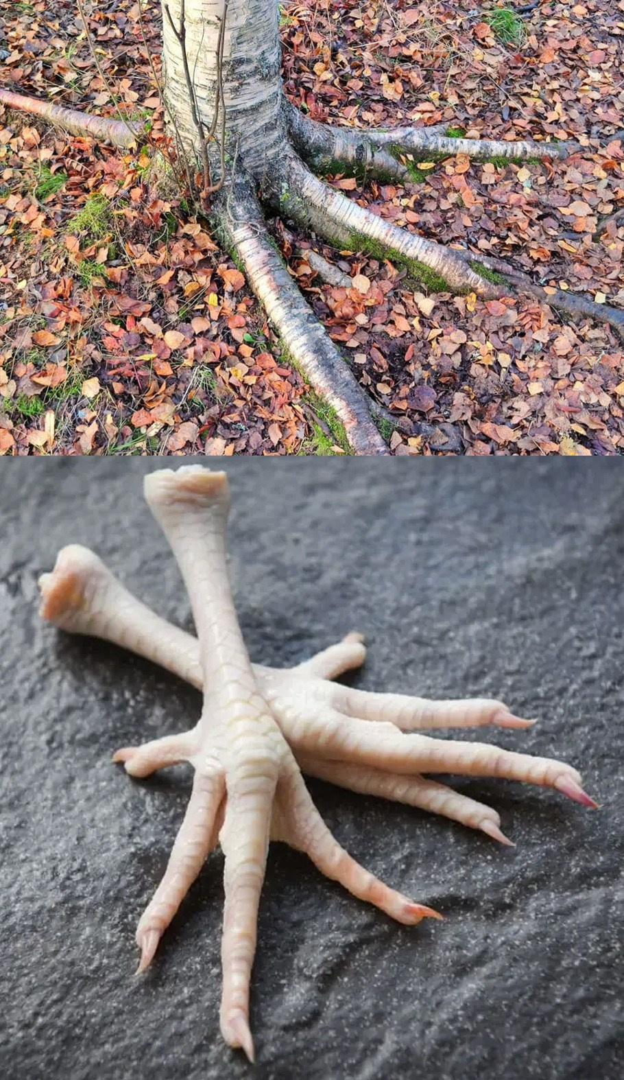 ПРОКАЧКА: Поиск парных фото