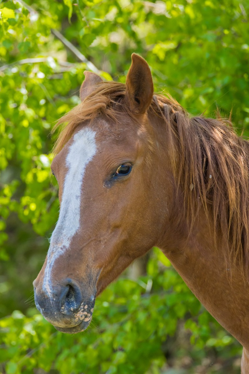 Животные. Photomantis