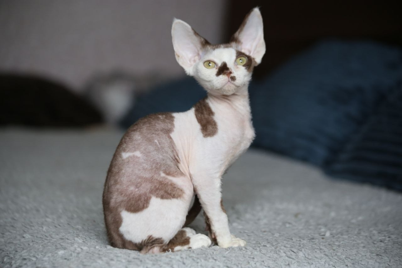 💜DRX b 03 котик Nevskiy Favorite Kitsune🔥🔥🔥готов к резерву 🧿 д/р 21.11.25. Nevskiy Favorite — питомник девон-рексов в Санкт-Петербурге. Здоровые, ласковые и редкие котята