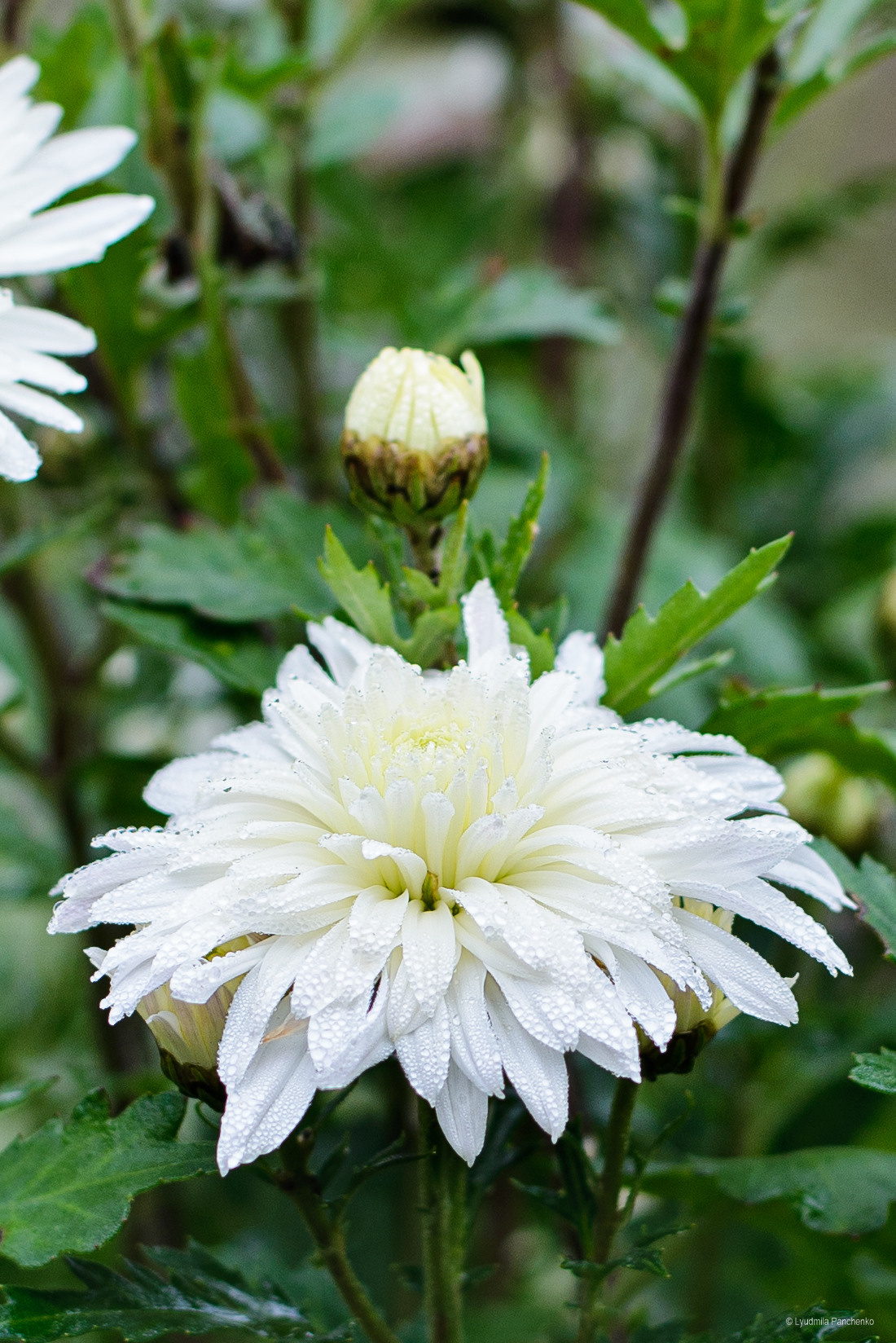 Флора, фауна, макро. Фотограф в Краснодаре Людмила Панченко