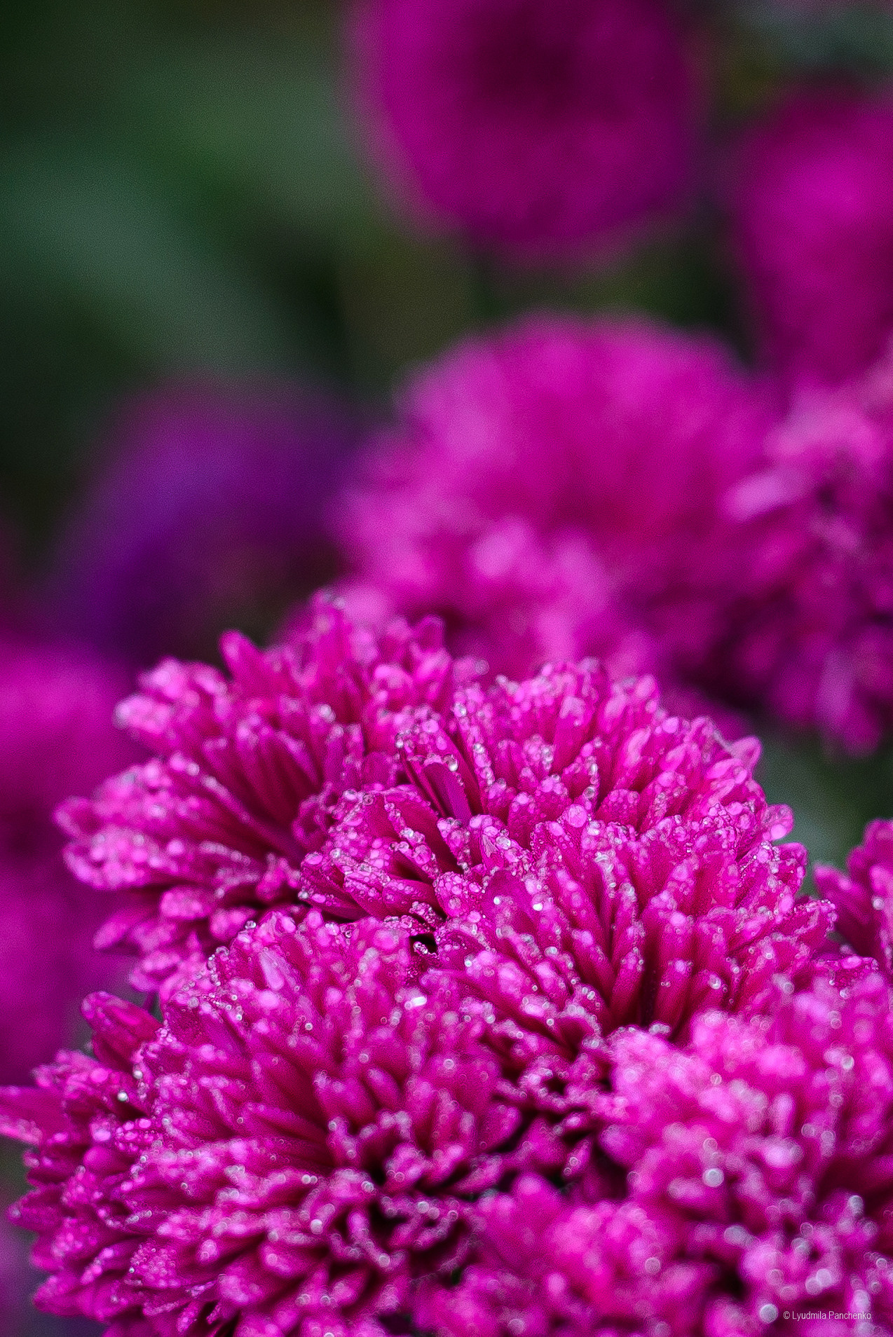 Флора, фауна, макро. Фотограф в Краснодаре Людмила Панченко