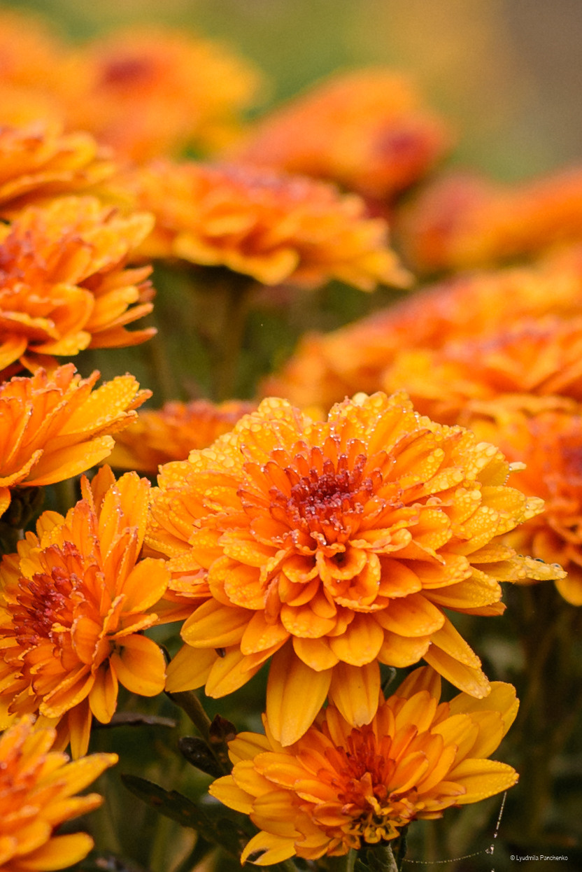 Флора, фауна, макро. Фотограф в Краснодаре Людмила Панченко