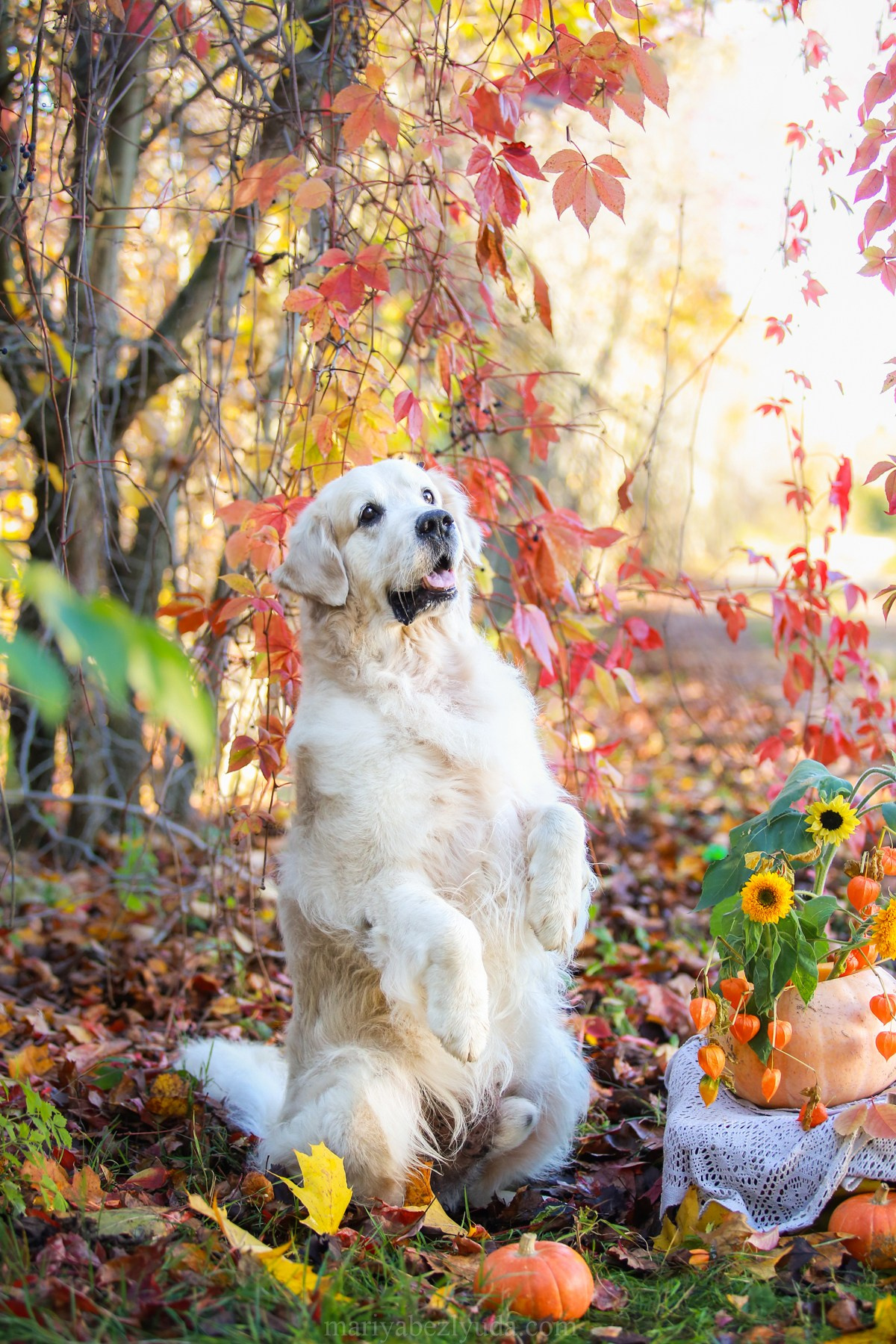 Юбилей собаки, фотосессия к дню рождения собаки 10 лет. Семейный и детский фотограф в Москве Мария Быкова