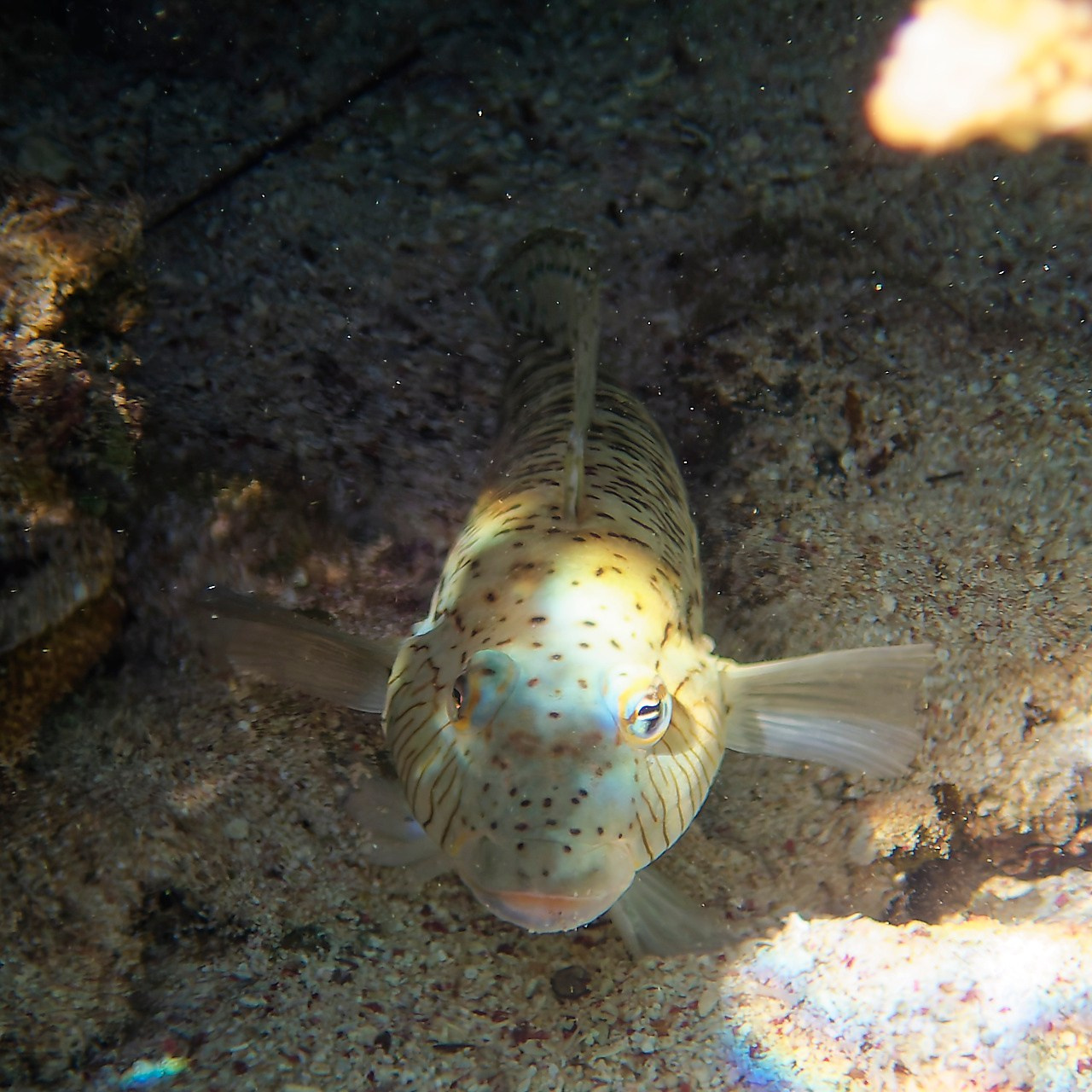 Мне посмотреть. Рыбов показываю