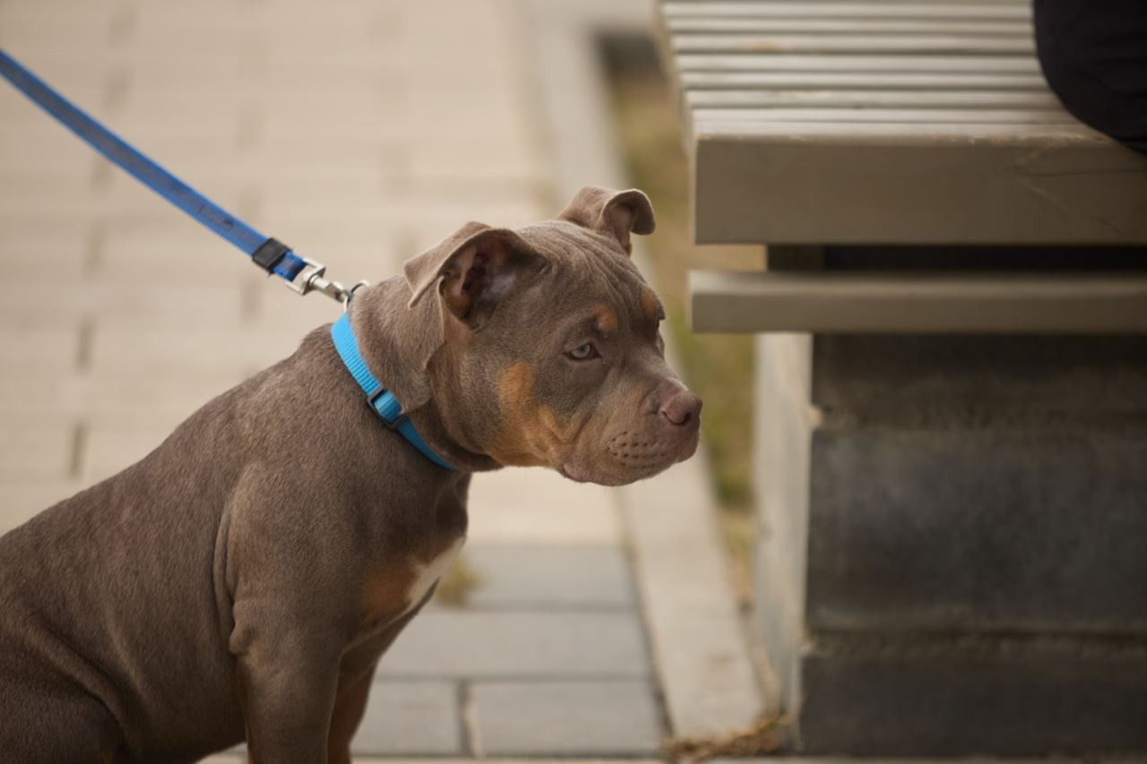 Фотосессия Kenzo. Buyvolenko Andrey