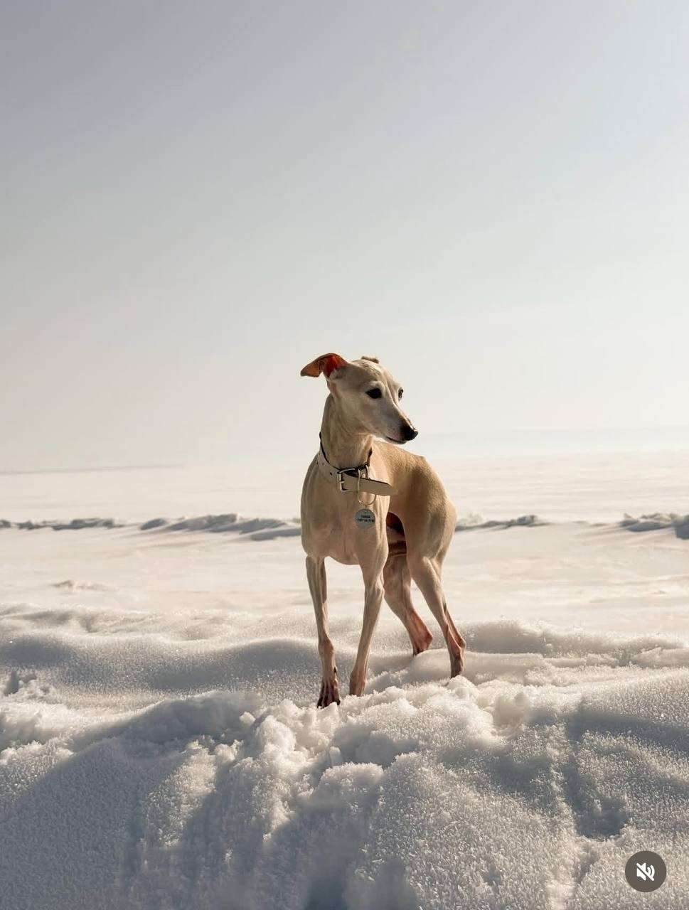 Кремовые детки. Профессиональный питомник левреток РКФ/FCI ASTI SAPPHIRE 💎 Сочи|Санкт-Петербург