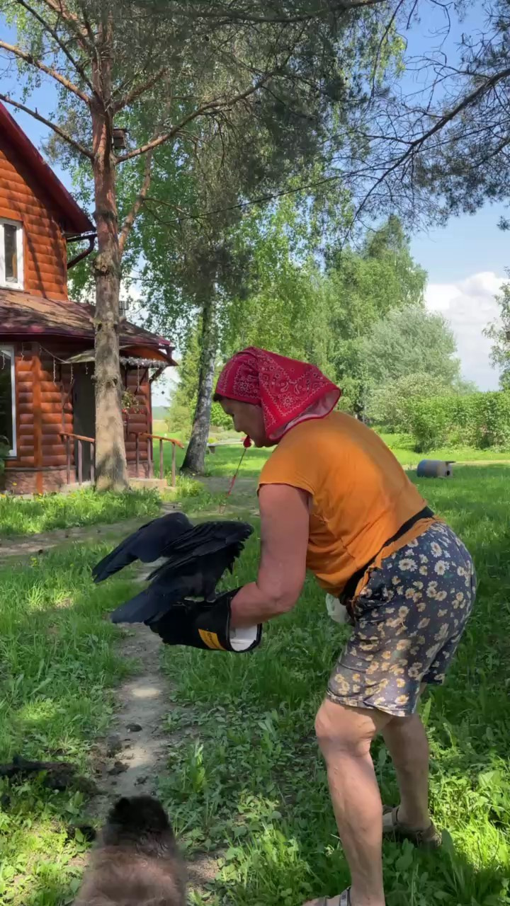 Питомец — ворон