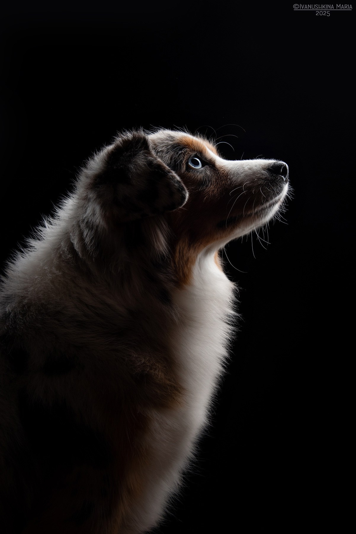 Фотосессия собаки в студии. Фотограф собак в Москве и Московской области Иванушкина Мария