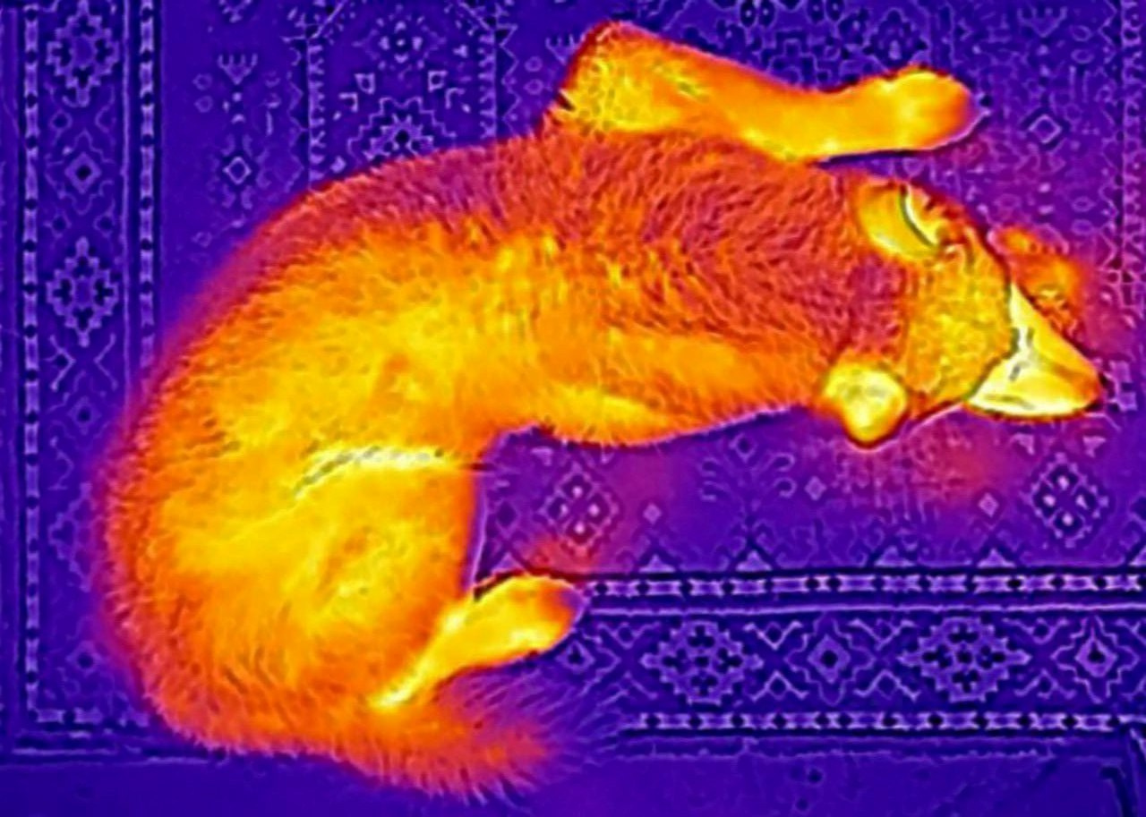 Если б я была удавом / If I were a boa constrictor. Visual artist Olga Burmistrova