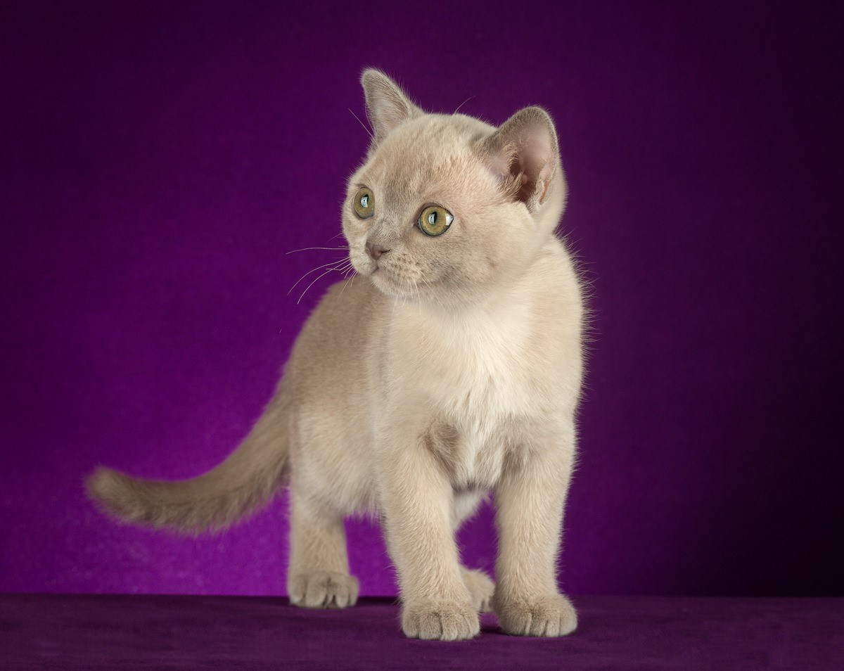 Котёнок американской бурмы. Las Burmas — питомник американской бурмы традиционных линий