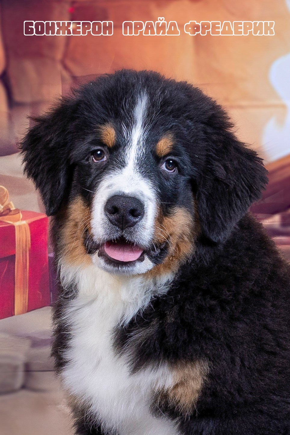 Бонжерон прайд. Фотограф 📸 семейный, предметный, репортажный