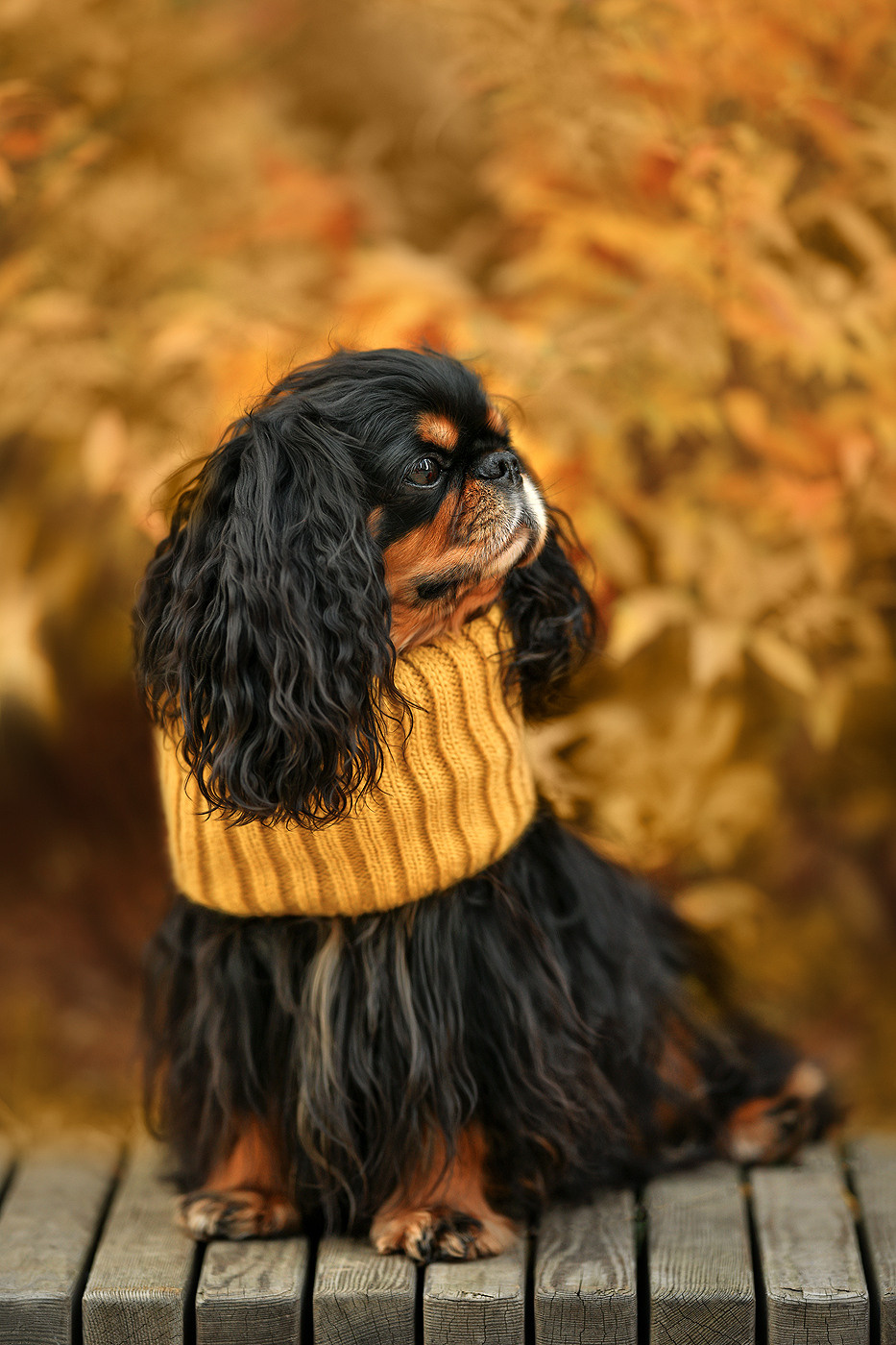 Ваш питомец. Портфолио