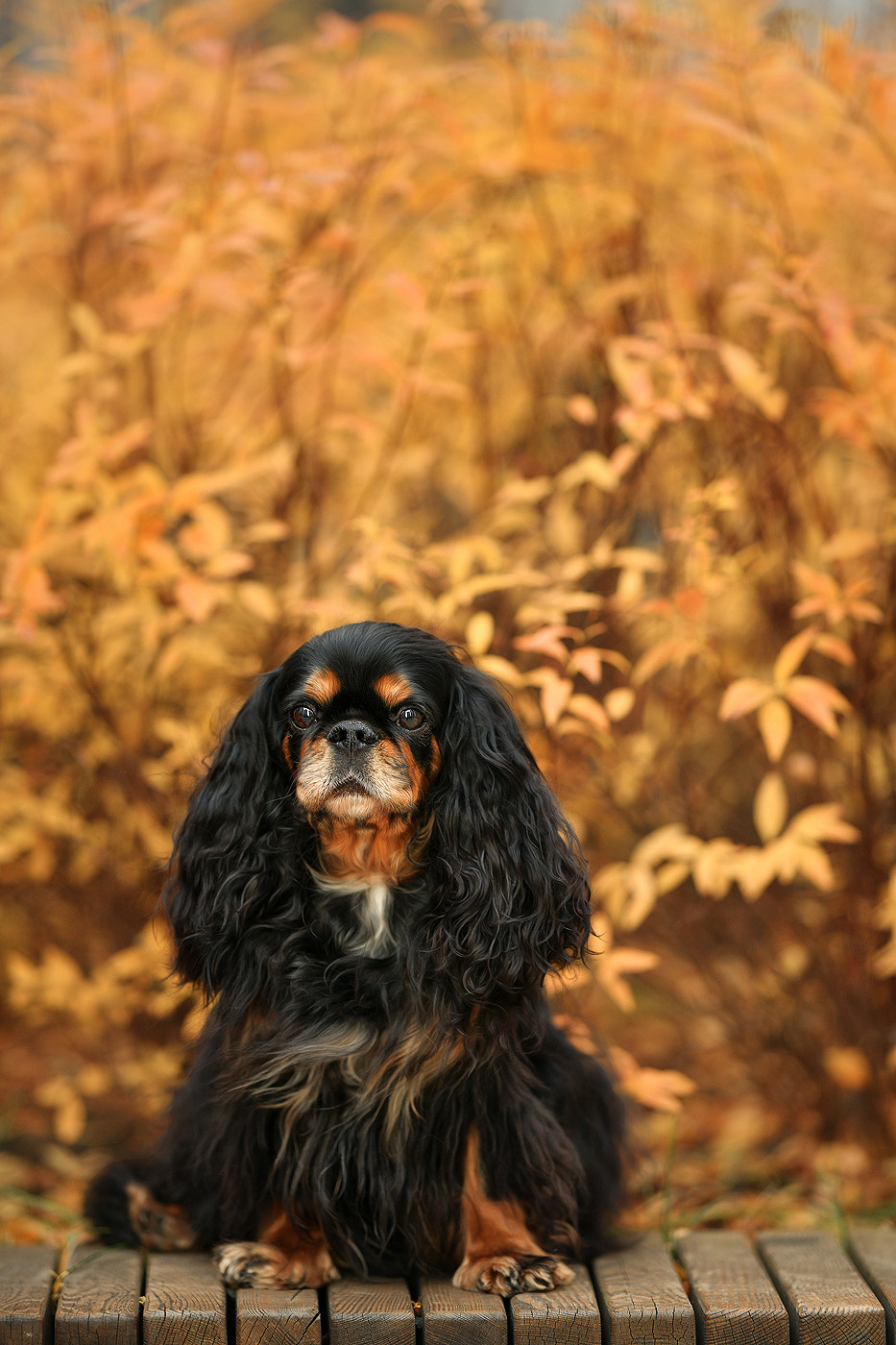 Ваш питомец. Портфолио