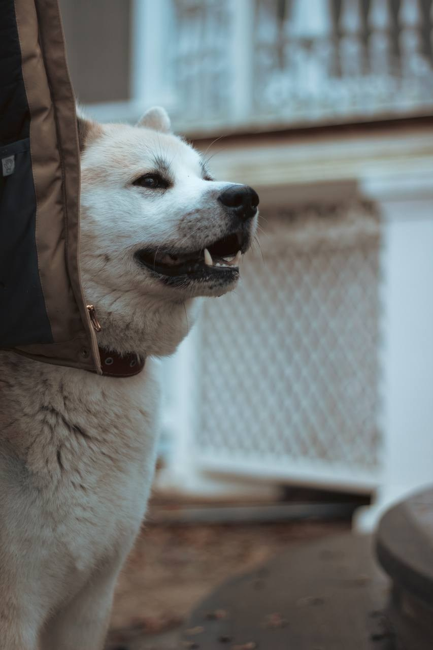 Лёша и верный друг Кейко. Ваш семейный фотограф в Минске — Вика Трегубова