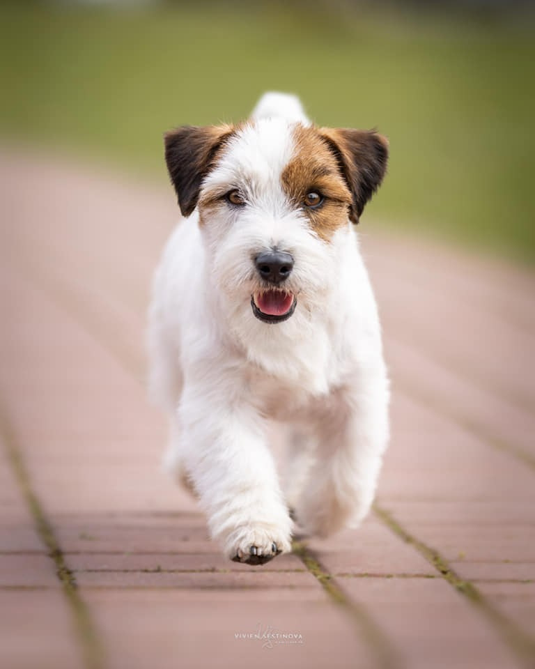 CM NIMBUS. КАНЕ МАЭСТРО — питомник Джек рассел терьеров