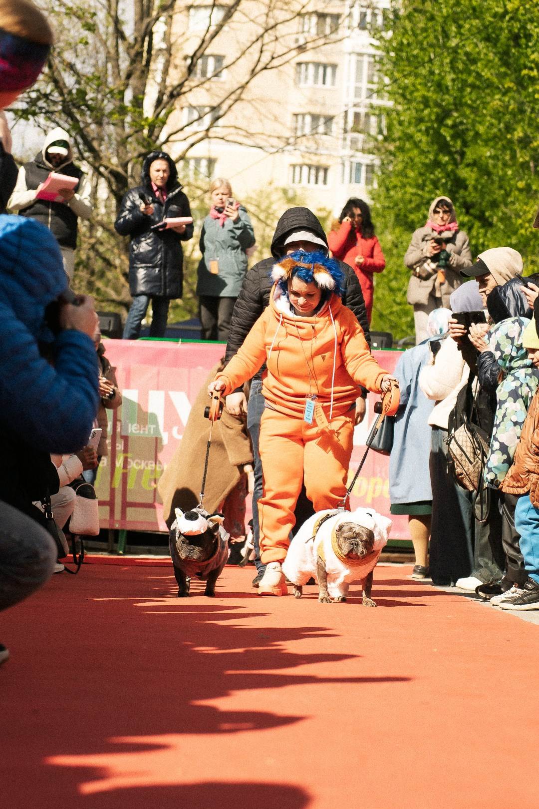 Парад Бульдогов. Axenov_eugene