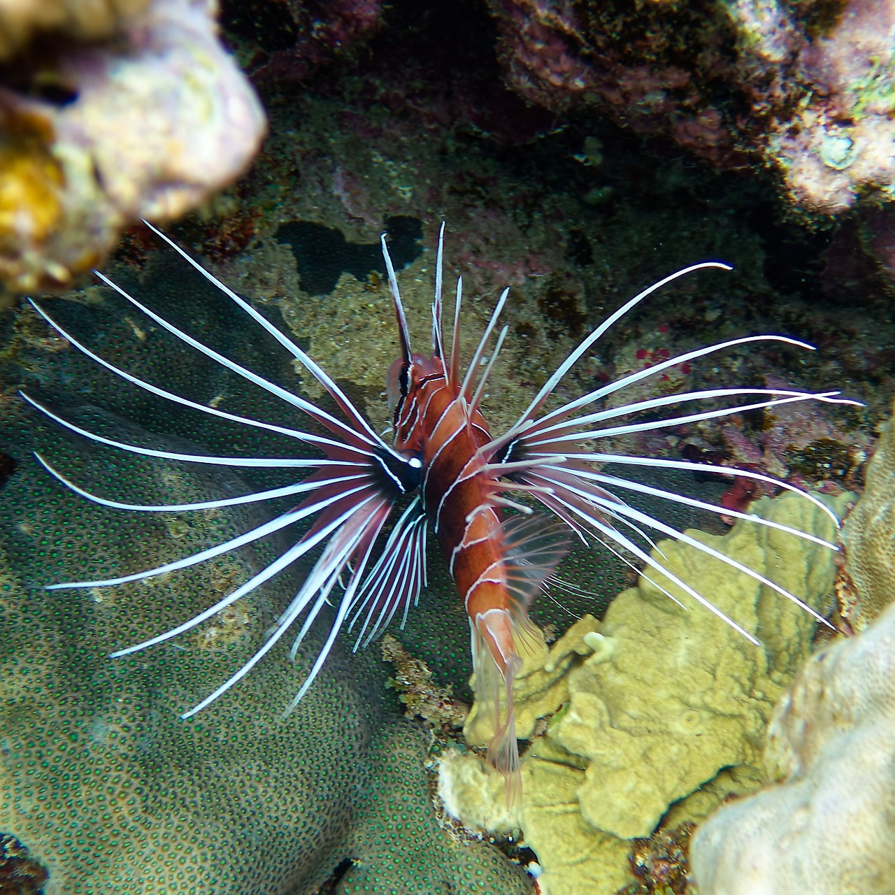Мне посмотреть. Рыбов показываю