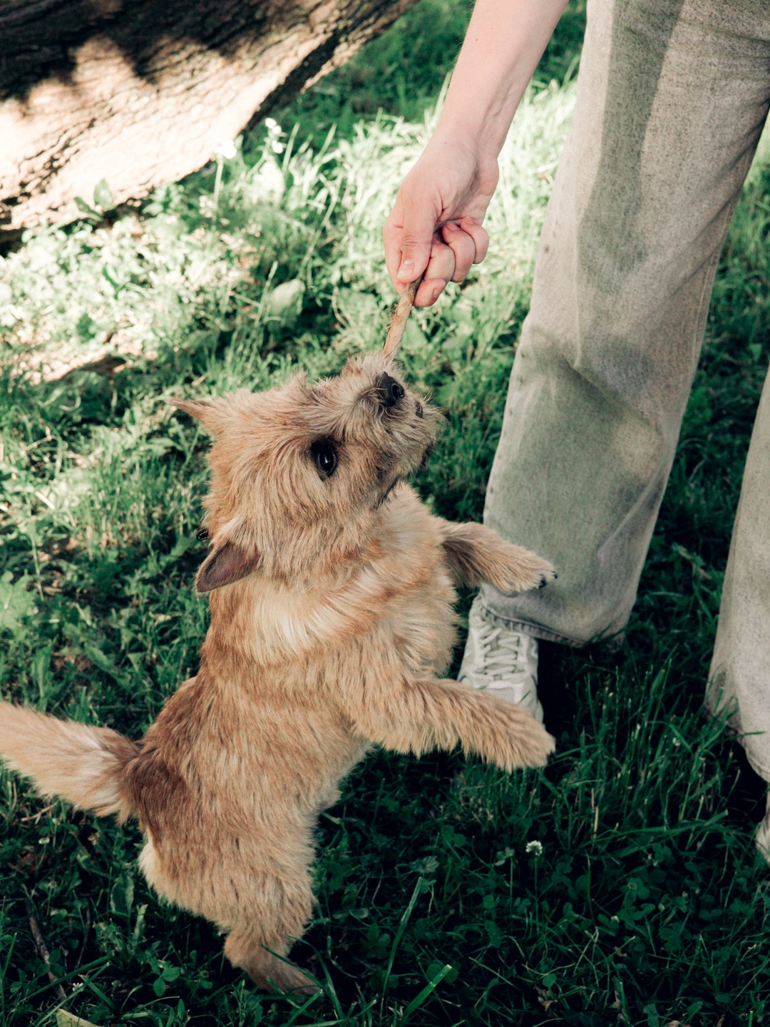 Dogs. Юлия Астра: Фотограф в Санкт-Петербурге. Снимаю женские портреты, уличные съёмки в Петербурге и людей с их собаками