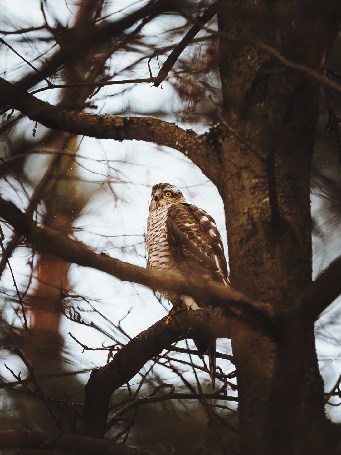 Дарья, Стас и Спика. Семейный фотограф анималист Ананьева Мария — Москва