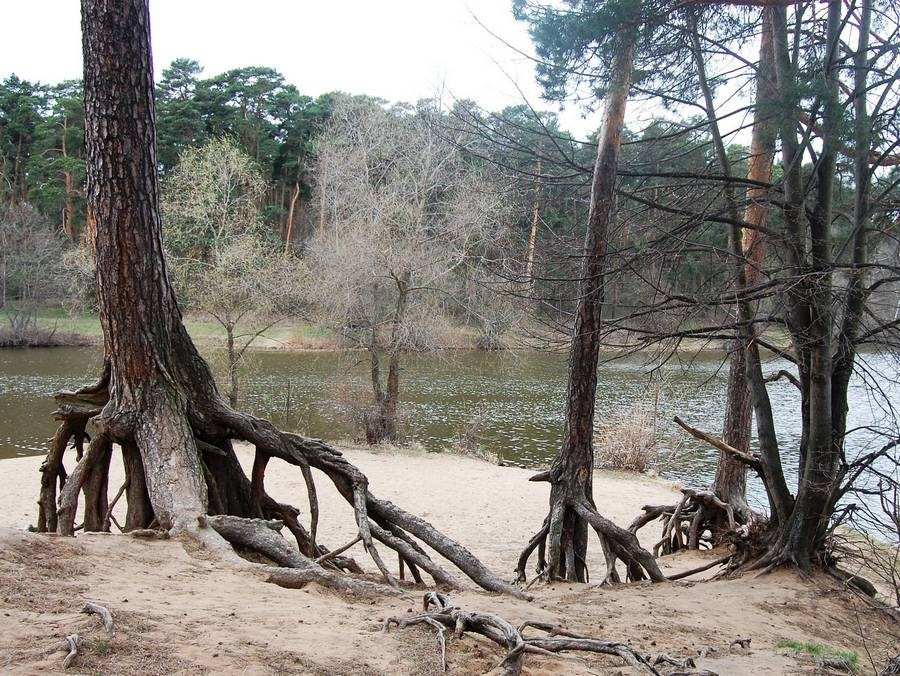 Фотосессия в зелёном парке Москвы — сезонные пейзажи и уютные беседки